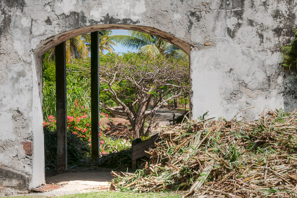 Sugar Cane At The Rum Distillery